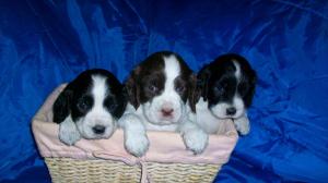 AKCEnglishSpringerSpanielPups